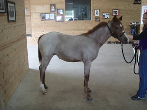 2010 Red Roan Stallion