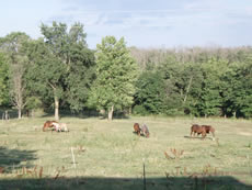 janssen performance horses farm